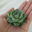 【生花/即納】多肉植物エケベリア(ミックス)5cm程度