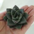 【生花/即納】多肉植物エケベリア(ミックス)5cm程度