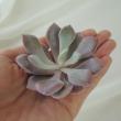 【生花/即納】多肉植物エケベリア(ミックス)5cm程度