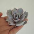 【生花/即納】多肉植物エケベリア(ミックス)5cm程度