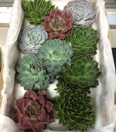 生花】【取り寄せ鉢苗】多肉植物エケベリア(ミックス)13〜17cm程度