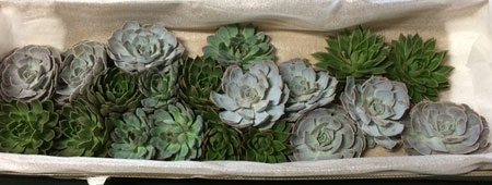 【生花/予約F10】多肉植物エケベリア(ミックス)17cm以上cm程度 ※届日限定:予約10日前