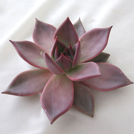 【生花】【予約鉢苗】多肉植物エケベリア(タウラス)17cm以上cm程度