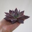 【生花】【予約鉢苗】多肉植物エケベリア(タウラス)17cm以上cm程度