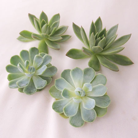生花/即納】多肉植物エケベリア(グリーン系おまかせ)5cm程度 □即納可
