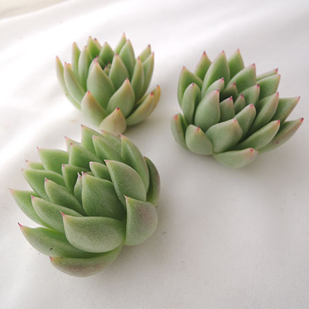 生花/即納】多肉植物エケベリア(グリーン系おまかせ)5cm程度 □即納可