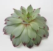 生花】多肉センペルビブム テクトルム(グリーンふちが赤)10cm程度 - 花