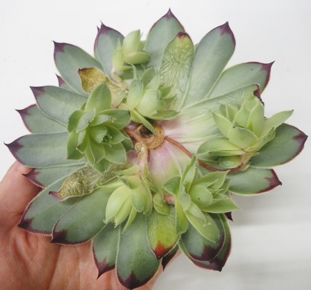 生花】多肉センペルビブム テクトルム(グリーンふちが赤)10cm程度 - 花