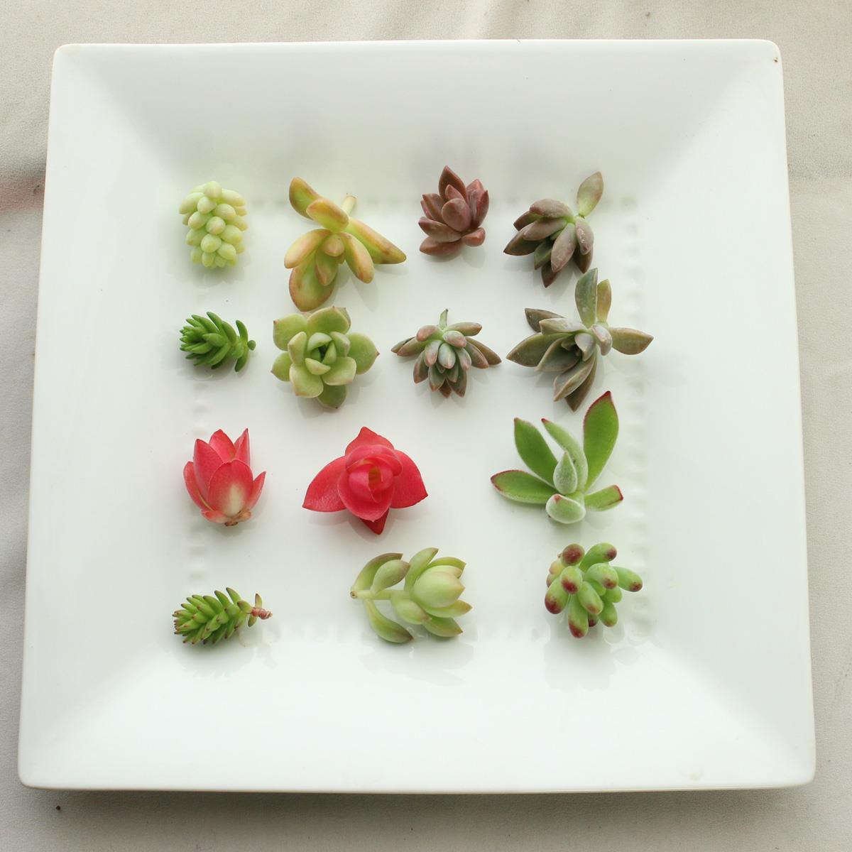 生花/予約F10】多肉植物 カット芽 10個アソート ☆寄せ植えなどに ※届