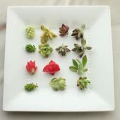 生花/予約F10】多肉植物 カット芽 10個アソート ☆寄せ植えなどに ※届