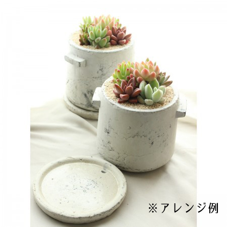 生花/予約F10】多肉植物 カット芽 10個アソート ☆寄せ植えなどに ※届