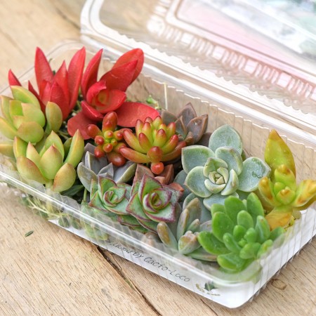 生花/予約F10】多肉植物 カット芽 10個アソート ☆寄せ植えなどに ※届