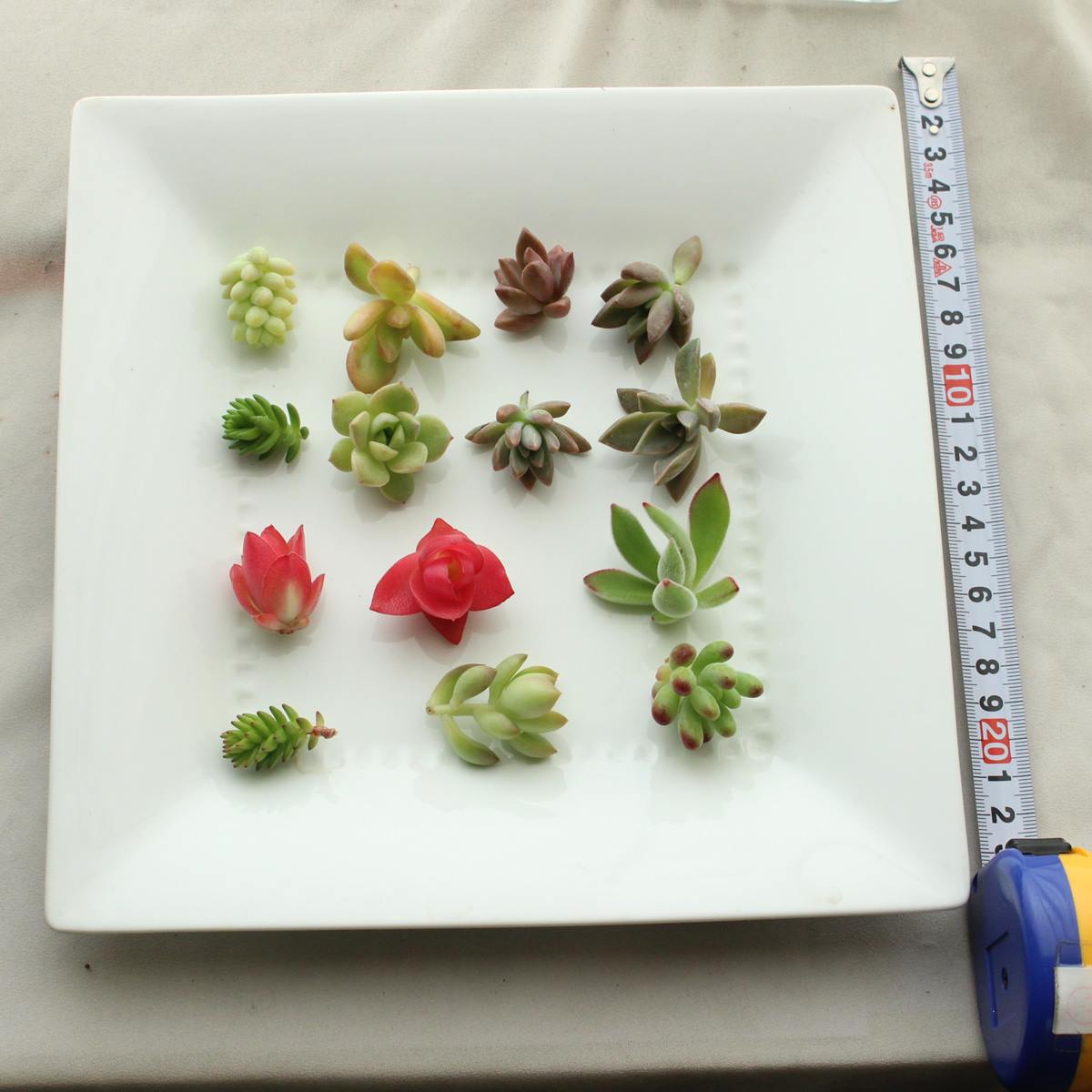 生花/予約F10】多肉植物 カット芽 10個アソート ☆寄せ植えなどに ※届