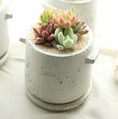 JF】特価!多肉寄せ植え!サキュレント6種 - 花材通販はなどんや
