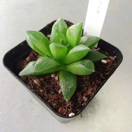 【生花/即納】多肉植物　ハオルチア レツーサ 3寸