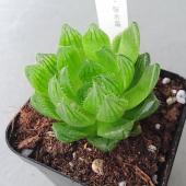 生花/予約10】多肉植物 ハオルチア 桜水晶 3寸 - 花材通販はなど