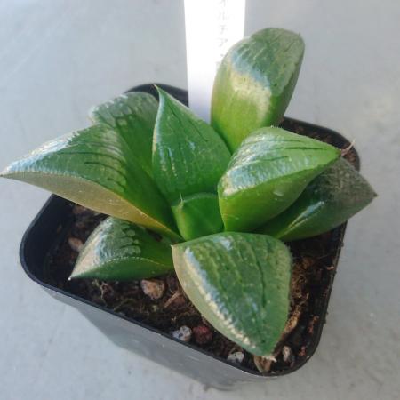 【生花/即納】多肉植物　ハオルチア 阿寒湖 3寸