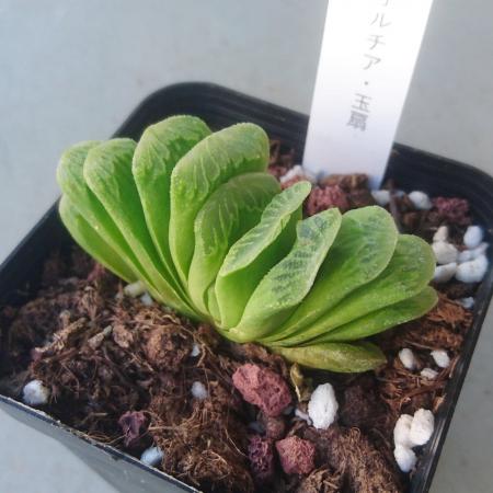【生花/即納】多肉植物　ハオルチア 玉扇 3寸