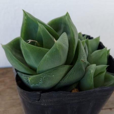 【生花/即納】多肉植物　ハオルチア ラモサ 3寸