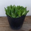 【生花/予約10】多肉植物　ハオルチア 京の華 3寸