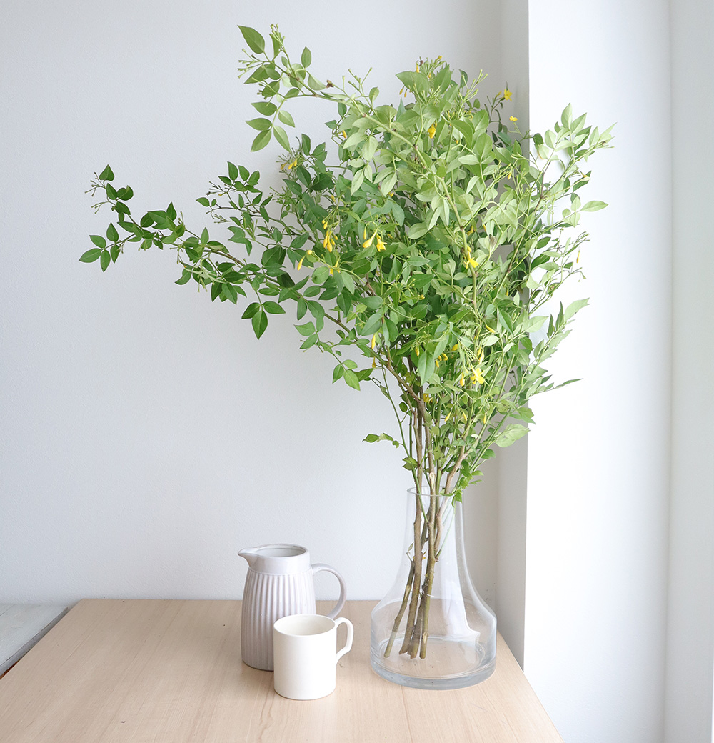 生花 ソケイ 1m程度 二年もの 枝分かれタイプ 通販 はなどんやアソシエ 生花 ソケイ 1m程度 二年もの 枝分かれタイプ 通販 はなどんやアソシエ