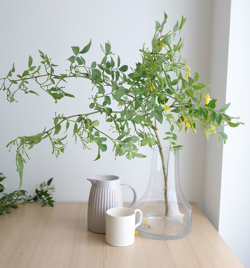 生花 ソケイ 1m程度 二年もの 枝分かれタイプ 通販 はなどんやアソシエ 生花 ソケイ 1m程度 二年もの 枝分かれタイプ 通販 はなどんやアソシエ