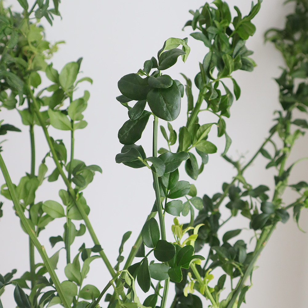 生花 ソケイ 1m程度 二年もの 枝分かれタイプ 通販 はなどんやアソシエ 生花 ソケイ 1m程度 二年もの 枝分かれタイプ 通販 はなどんやアソシエ