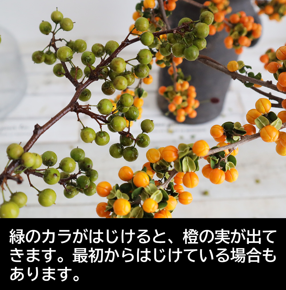 生花 ツルウメモドキ 1m程度 Ot 通販 はなどんやアソシエ 生花 ツルウメモドキ 1m程度 Ot 通販 はなどんやアソシエ