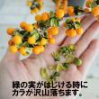 【生花】ツルウメモドキ(1m程度)::【早締切-29】