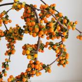 生花】ツルウメモドキ(60cm程度)【OT】 - 花材通販はなどんやアソシエ