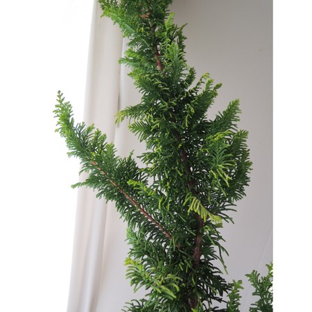 【直前!!】クジャクヒバ(枝物)80cm程度