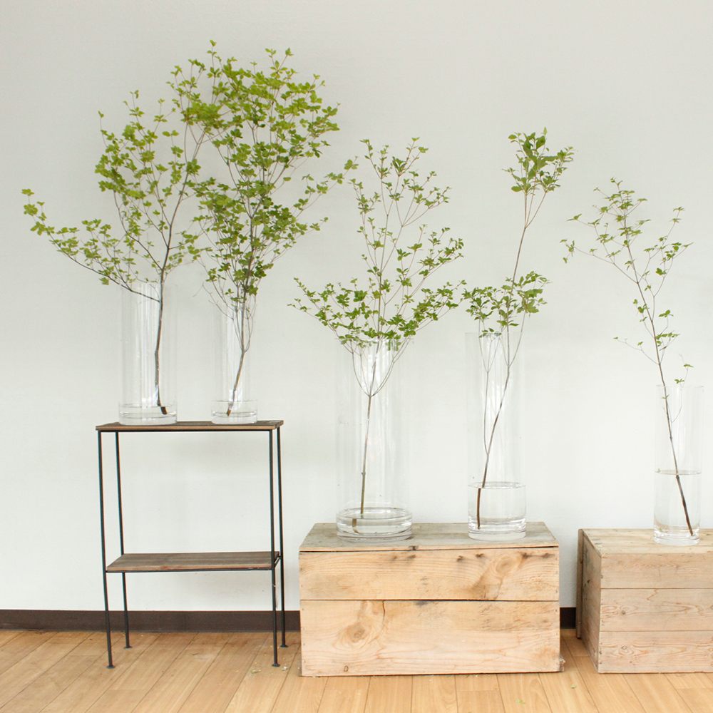 生花 ドウダンツツジ 枝物 1m程度 通販 はなどんやアソシエ 生花 ドウダンツツジ 枝物 1m程度 通販 はなどんやアソシエ