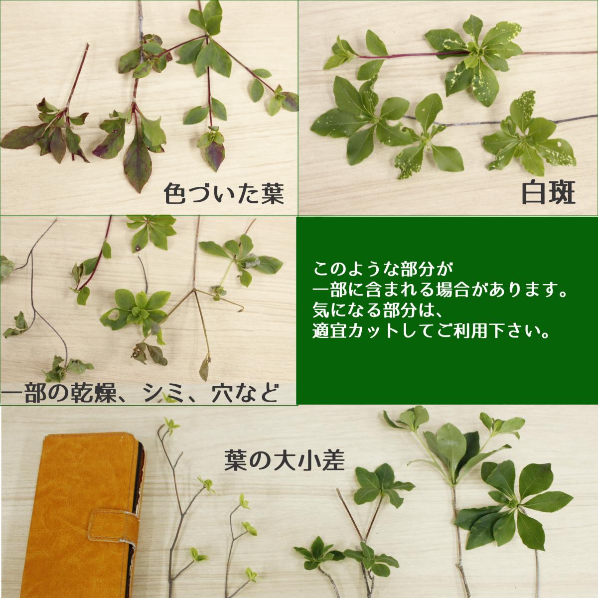 直前 ドウダンツツジ 枝物 1m程度 生花 通販 はなどんやアソシエ 直前 ドウダンツツジ 枝物 1m程度 生花 通販 はなどんやアソシエ