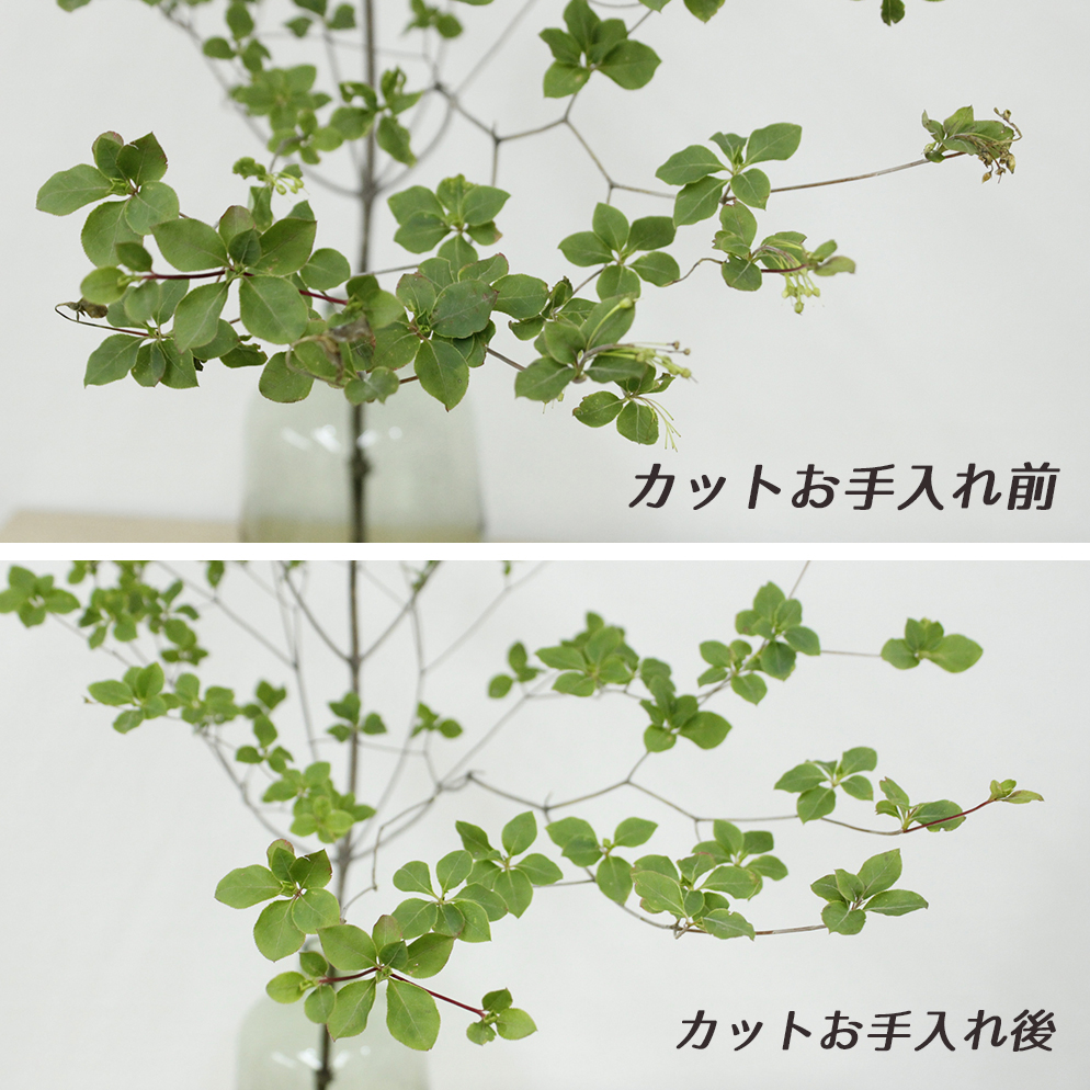 直前 ドウダンツツジ 枝物 1m程度 生花 通販 はなどんやアソシエ 直前 ドウダンツツジ 枝物 1m程度 生花 通販 はなどんやアソシエ