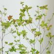 【生花】ドウダンツツジ 80cm程度【早締切-71】※商品説明をお読みください。