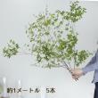 【生花】ドウダンツツジ 80cm程度【早締切-71】※商品説明をお読みください。