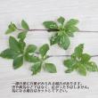 【生花】ドウダンツツジ 80cm程度【早締切-71】※商品説明をお読みください。