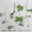 【生花】ドウダンツツジ 80cm程度【早締切-71】※商品説明をお読みください。