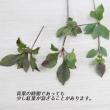 【生花】ドウダンツツジ 80cm程度【早締切-71】※商品説明をお読みください。