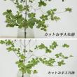 【生花】ドウダンツツジ 80cm程度【早締切-71】※商品説明をお読みください。