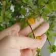 【生花】秋ドウダンツツジ　70-80センチ程度 (紅葉の場合あり) 【早締切-74】