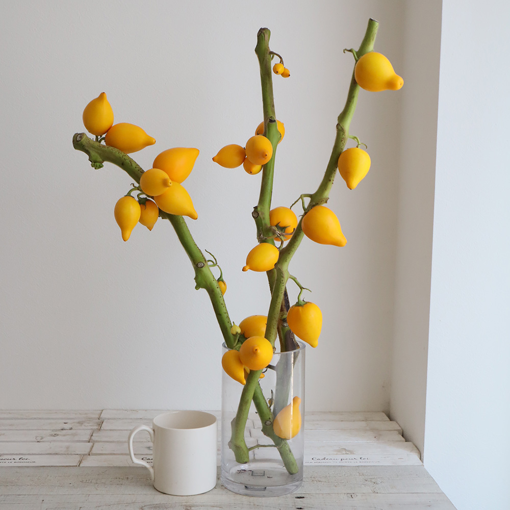 生花 フォックスフェイス カナリヤナス 秀mサイズ 安房農協 Ot 通販 はなどんやアソシエ 生花 フォックスフェイス カナリヤナス 秀mサイズ 安房農協 Ot 通販 はなどんやアソシエ