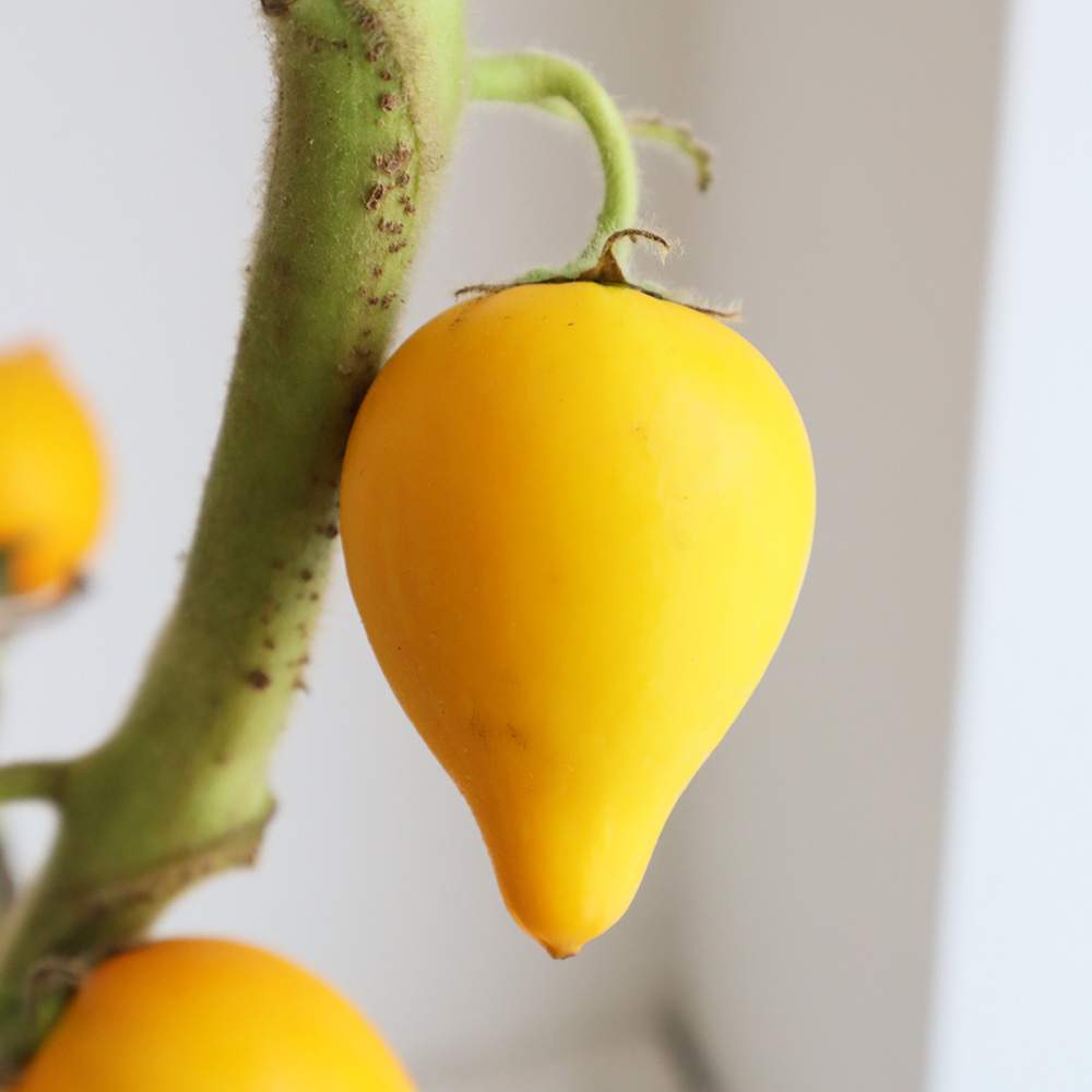 生花 フォックスフェイス カナリヤナス 秀mサイズ 安房農協 Ot 通販 はなどんやアソシエ 生花 フォックスフェイス カナリヤナス 秀mサイズ 安房農協 Ot 通販 はなどんやアソシエ