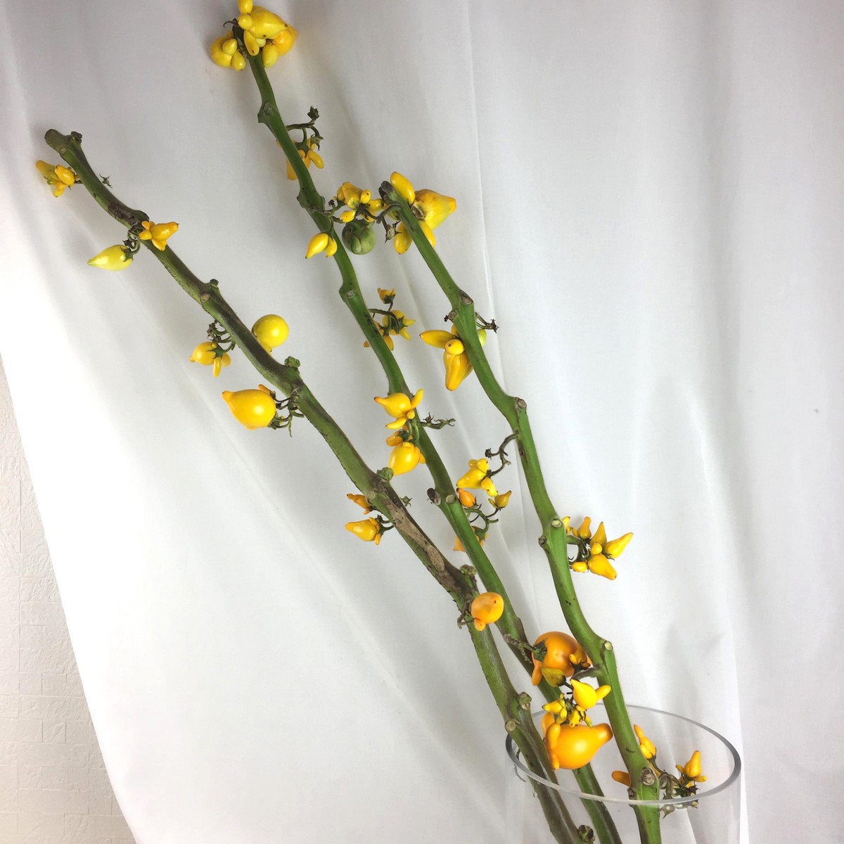 生花 フォックスフェイス カナリヤナス 70cm程度 実小さいのアリ Ot 通販 はなどんやアソシエ 生花 フォックスフェイス カナリヤナス 70cm程度 実小さいのアリ Ot 通販 はなどんやアソシエ