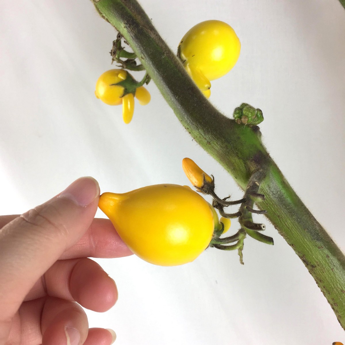 生花 フォックスフェイス カナリヤナス 70cm程度 実小さいのアリ Ot 通販 はなどんやアソシエ 生花 フォックスフェイス カナリヤナス 70cm程度 実小さいのアリ Ot 通販 はなどんやアソシエ