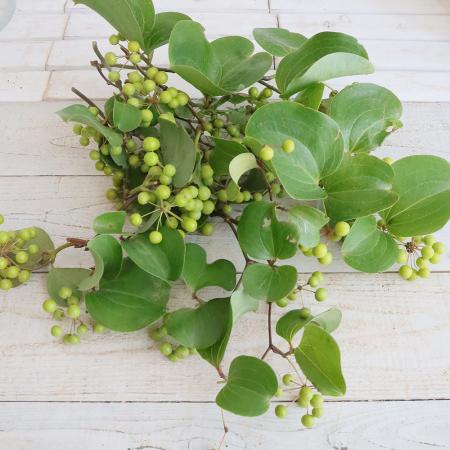 【直前!!】サンキライ　つまみ束　約5本