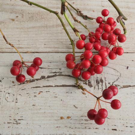 【08直前】国産サンキライ　実1〜2房つき【OT】