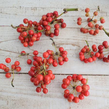 【生花/即納】国産サンキライ(赤実のみ)50グラム程度【JM】