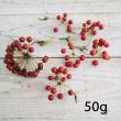 【生花/即納】国産サンキライ(赤実のみ)50グラム程度【JM】
