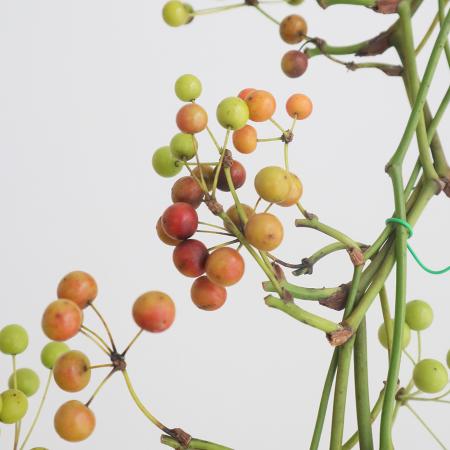 【生花】サンキライ(枝物)葉なし・黄緑〜赤色